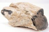 Devonian Petrified Wood From Oklahoma - Oldest True Wood #198031-2